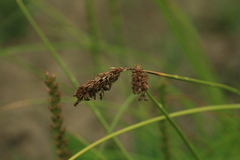 Carex laevissima