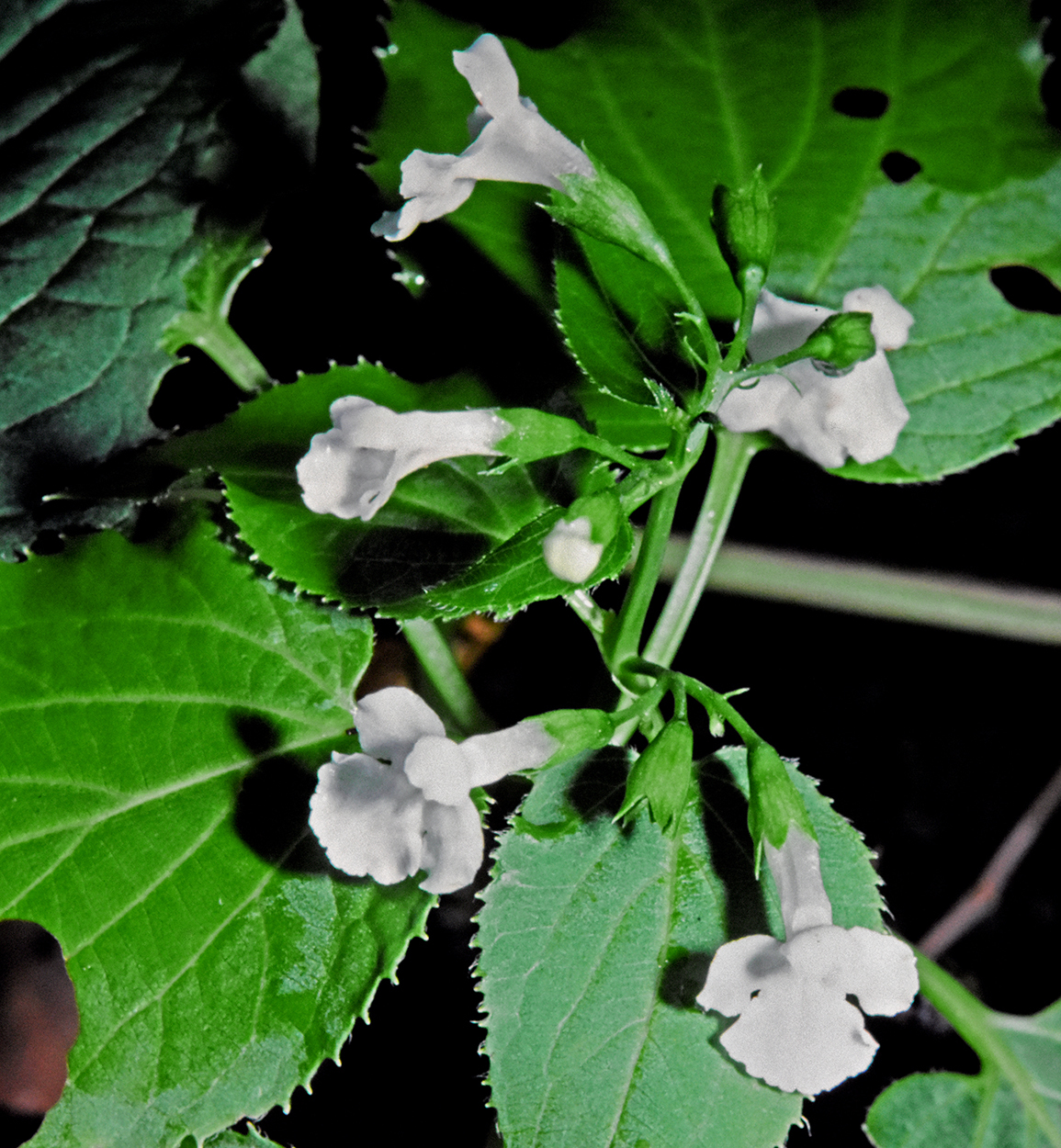 Phyllostegia glabra var. glabra