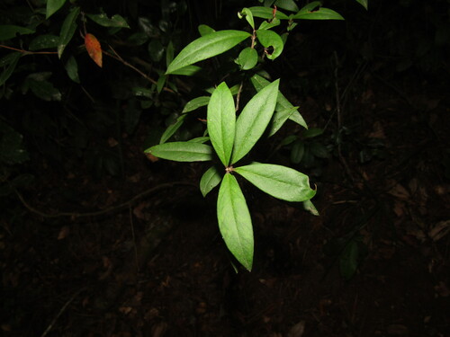 Chilean Guava (Ugni molinae)