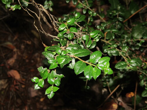 Prickly myrtle (Rhaphithamnus spinosus)