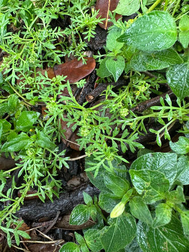 Lepidium didymum observed 2026-04-10