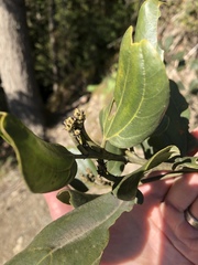 Ceanothus velutinus laevigatus