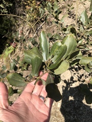 Ceanothus velutinus laevigatus