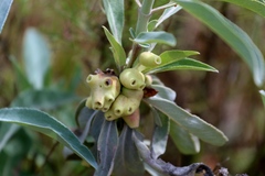 Rhopalomyia audibertiae