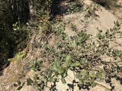 Ceanothus velutinus laevigatus