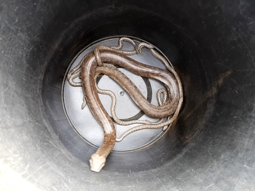 Whitaker’s sand boa
