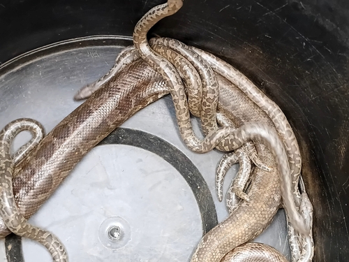 Whitaker’s sand boa