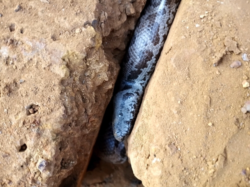 Whitaker’s sand boa