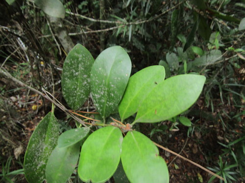 Hualhual (Gomortega keule)