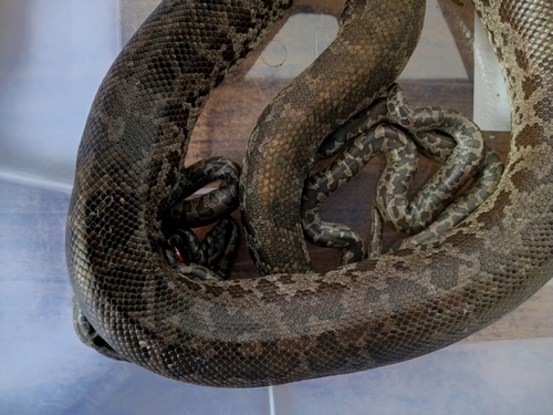 Whitaker’s sand boa