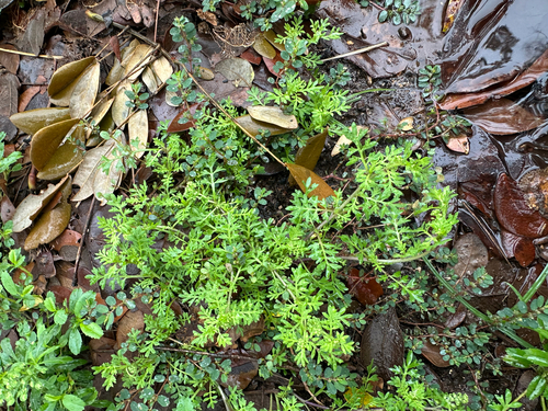 Lepidium didymum observed 2026-04-10