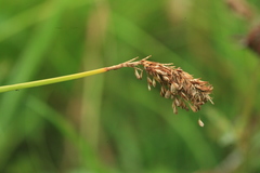 Carex laevissima