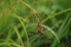 Carex laevissima