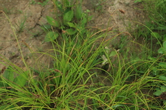 Carex laevissima