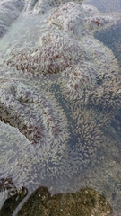 Stichodactyla gigantea