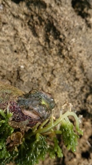 Thalassianthus aster