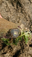 Thalassianthus aster