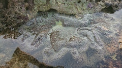 Stichodactyla gigantea