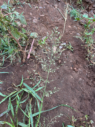 Eragrostis cilianensis observed 2026-04-08