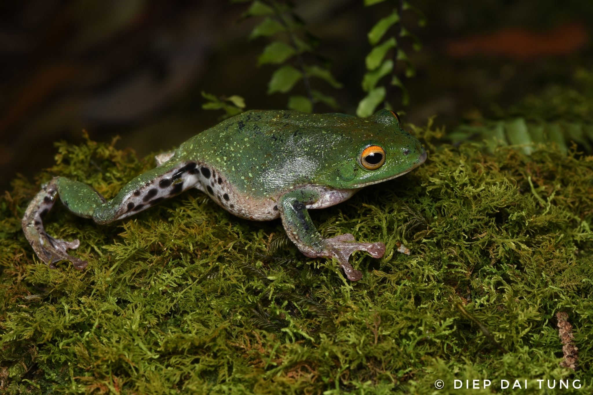 Green-Back Treefrog photo 3