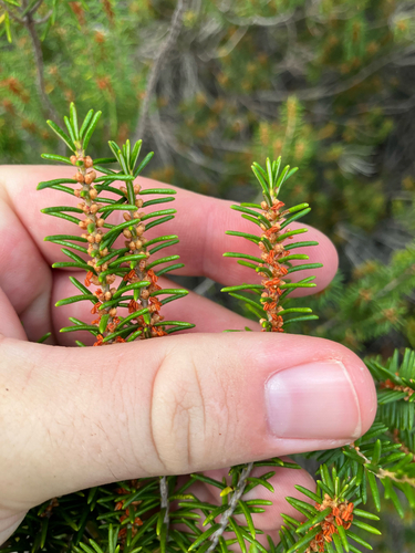 Florida rosemary (Ceratiola ericoides)