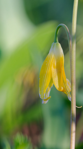 Glacier Lily (Erythronium grandiflorum)
