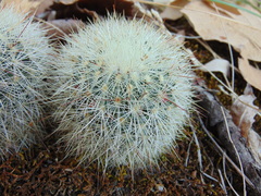 Mammillaria densispina