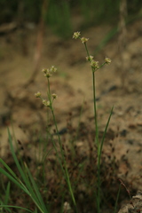 Juncus articulatus limosus