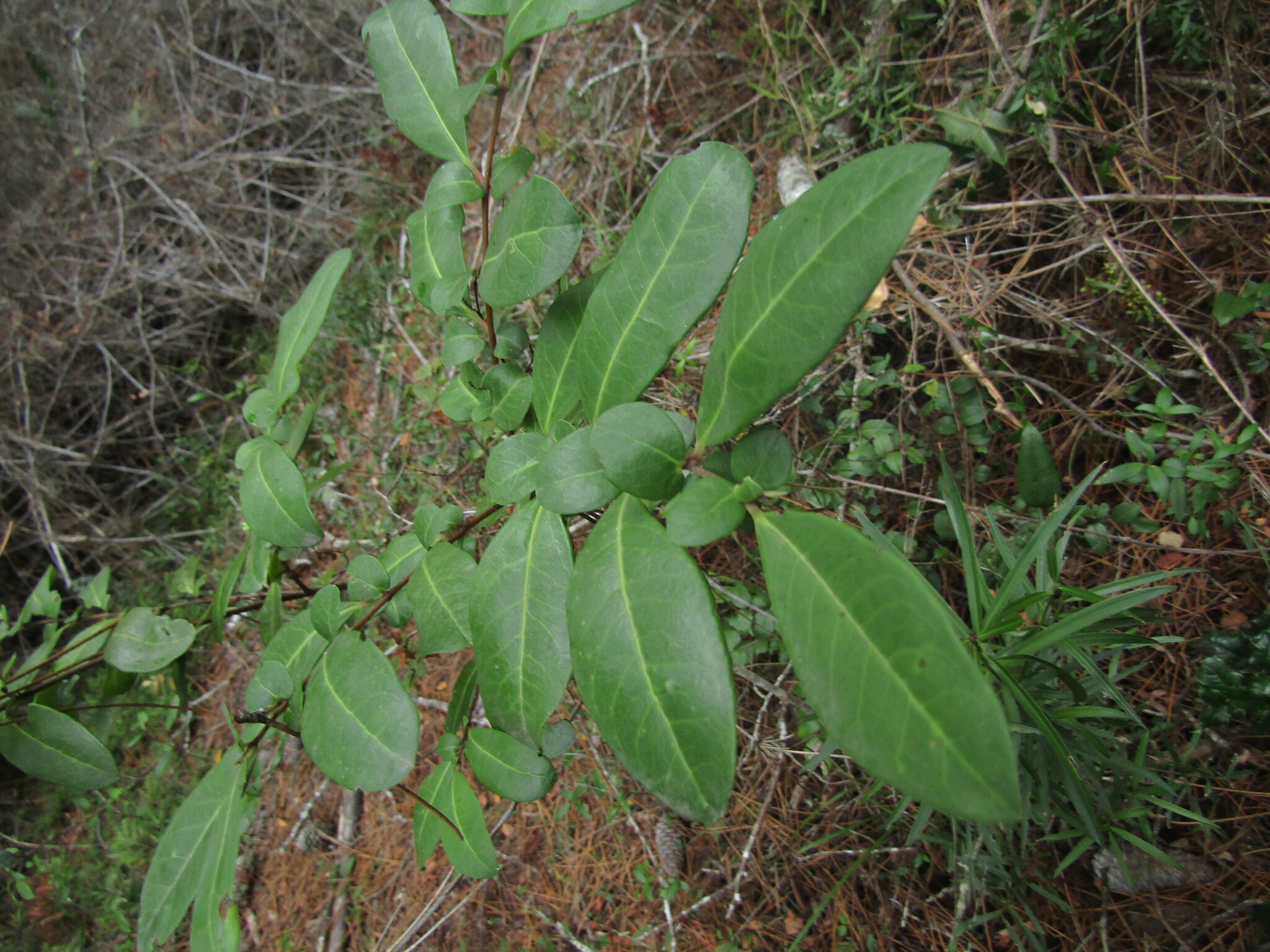 Goldspire (Azara integrifolia)