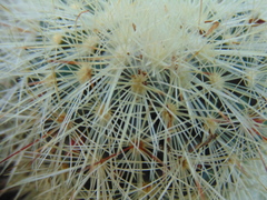 Mammillaria densispina
