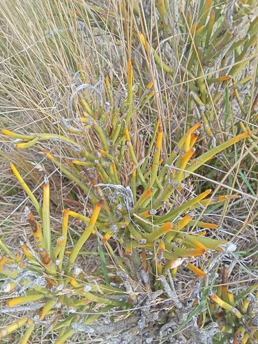 Desert Broom (Carmichaelia petriei)