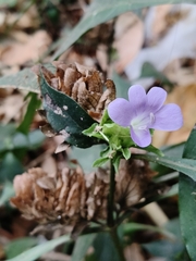 author not stated, no rights reserved Barleria strigosa, photograph author not stated, no rights reserved