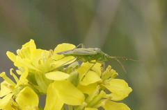 Closterotomus norwegicus