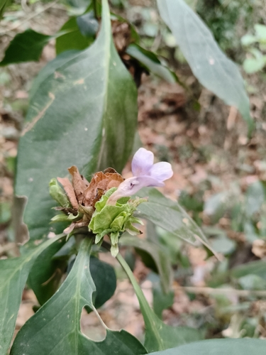 Barleria strigosa, photograph 4