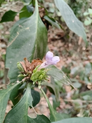 author not stated, no rights reserved Barleria strigosa, photograph author not stated, no rights reserved
