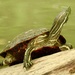 Trachemys grayi emolli - Photo (c) Jay, some rights reserved (CC BY-NC), uploaded by Jay
