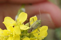 Closterotomus norwegicus