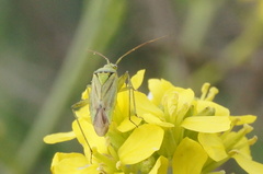 Closterotomus norwegicus