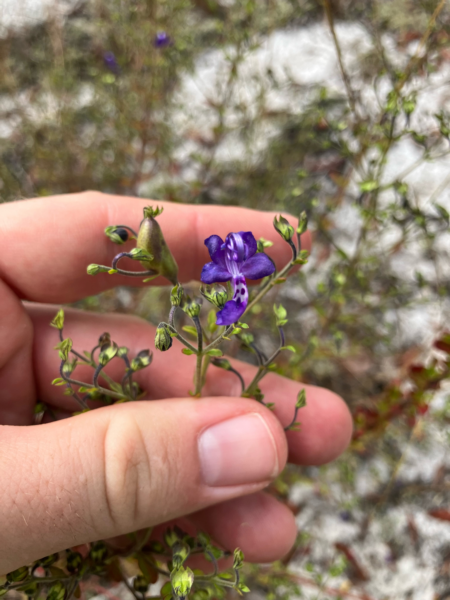 Bridges' And Orzell's Bluecurls (Trichostema bridgesii)