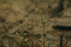 Juncus articulatus limosus