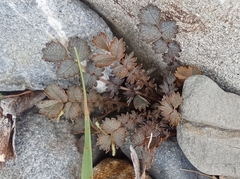 Acaena inermis, photograph author not stated, no rights reserved