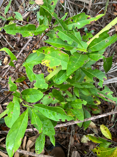 Pygmy fringetree (Chionanthus pygmaeus)