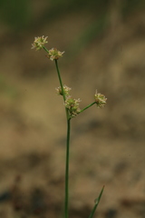 Juncus articulatus limosus