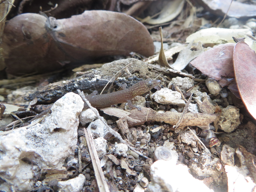 Cuban Ashy Gecko