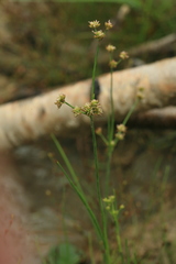 Juncus articulatus limosus