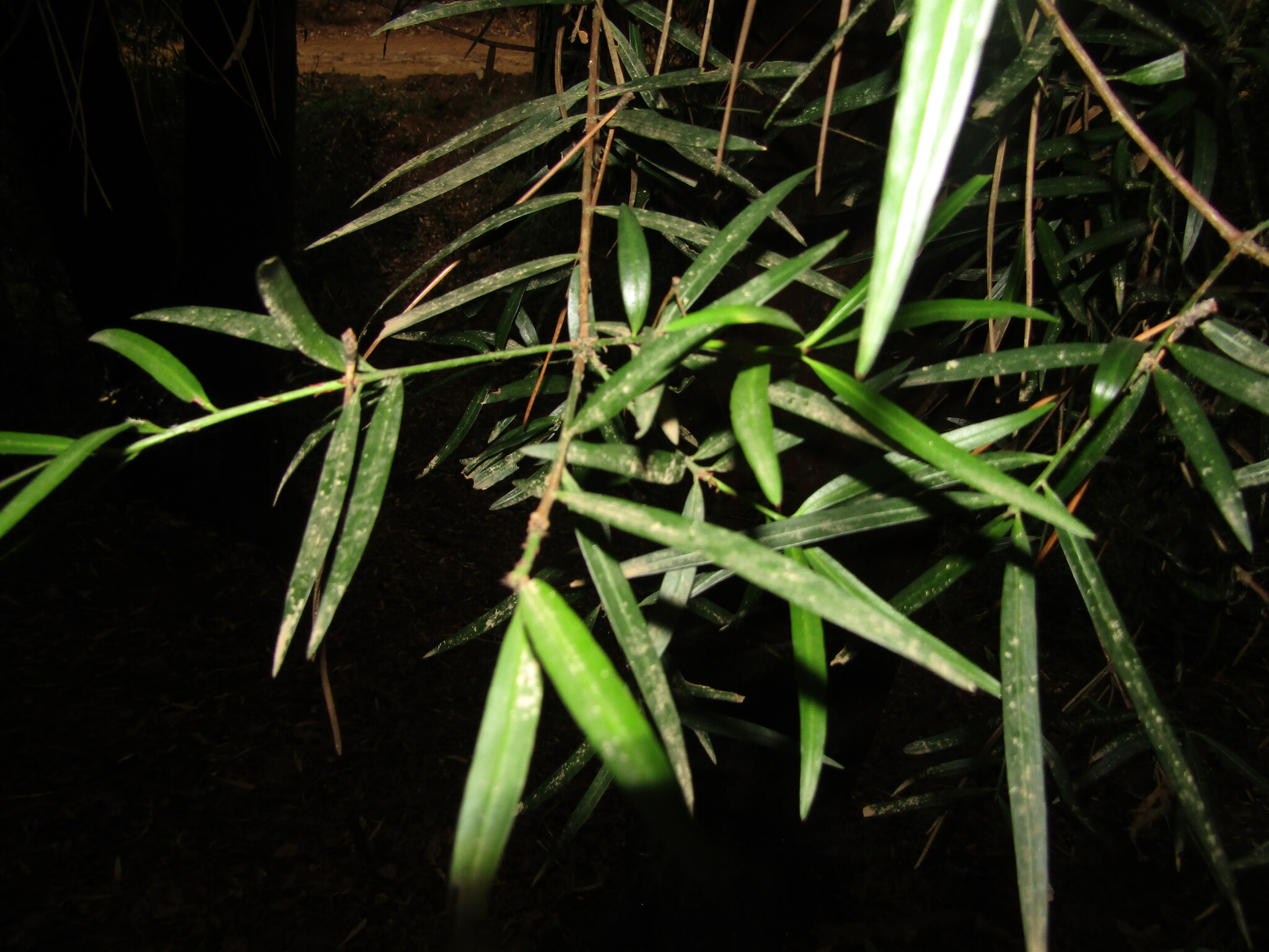 Willow Podocarp (Podocarpus salignus)