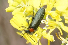 Lytta crotchii