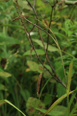 Carex cryptocarpa