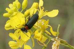 Lytta crotchii