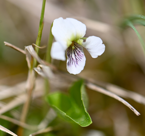 northern white violet (Viola minuscula)